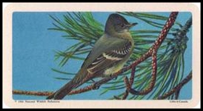 12 Western Wood Pewee